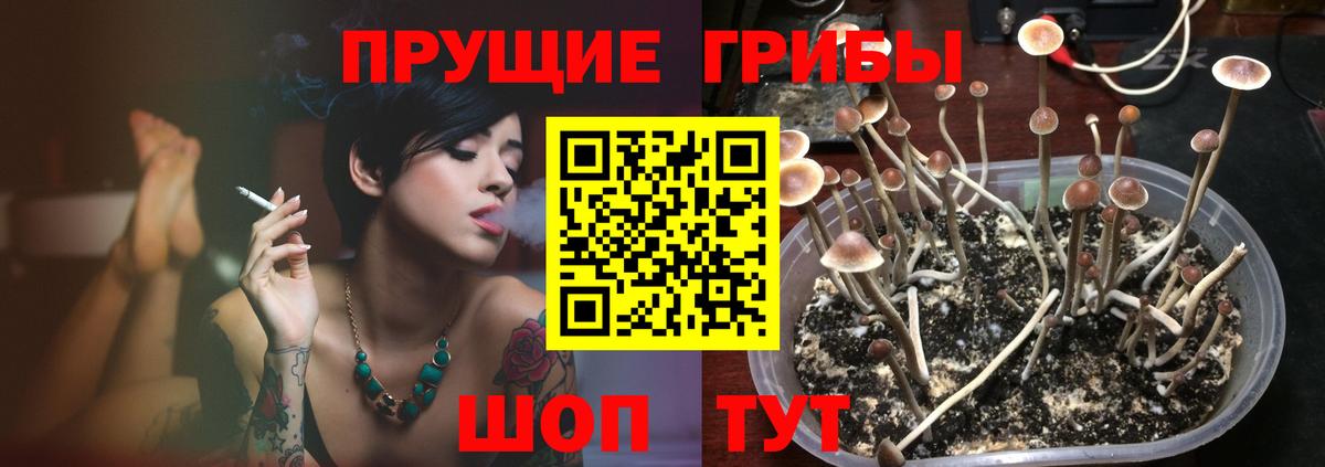 Псилоцибиновые грибы Cubensis Шахты